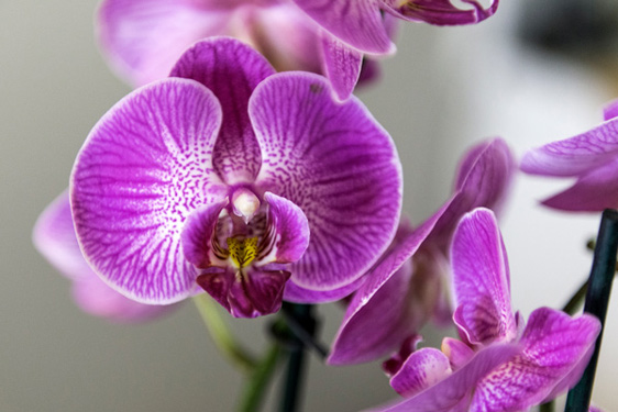 Dendrobium (Orchidea bambĂą)