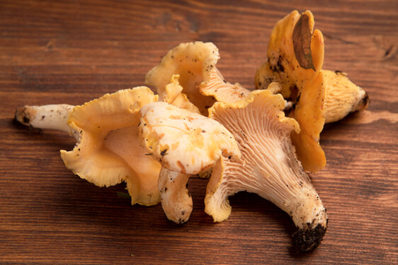 Fungo Galletto - Cantharellus cibarius