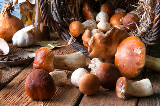 Fungo Porcino - Boletus