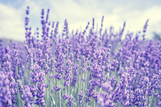 Lavanda Selvatica