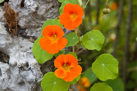 Nasturzio (Tropaeolum majus)