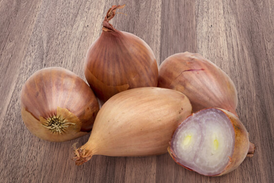 Scalogno - Allium ascalonicum