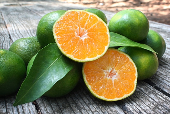 Miyagawa - Citrus × unshiu