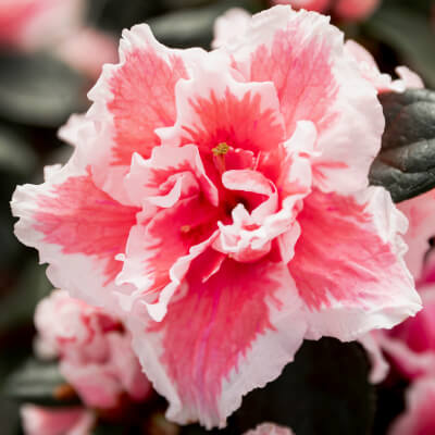 Azalea Scelte per Te