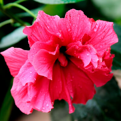 Azalea Scelte per Te