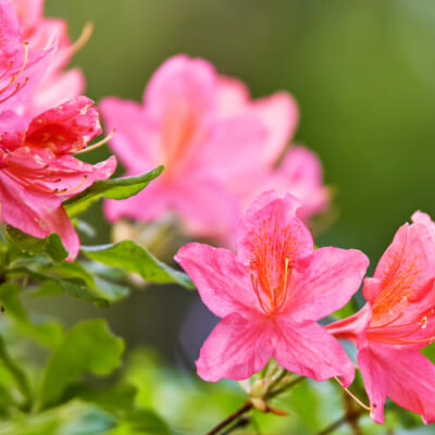 Azalea Scelte per Te