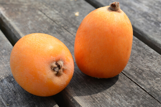 Nespola - Eriobotrya japonica