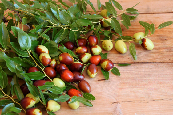 Giuggiola - Ziziphus jujuba