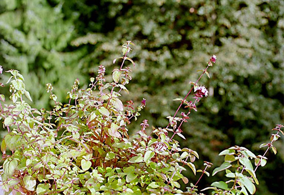 Origano