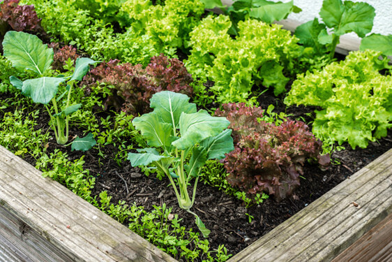 Pianta dell'Insalata