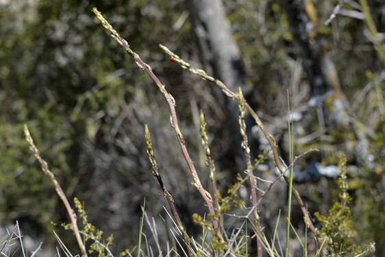 Pianta dell'asparago