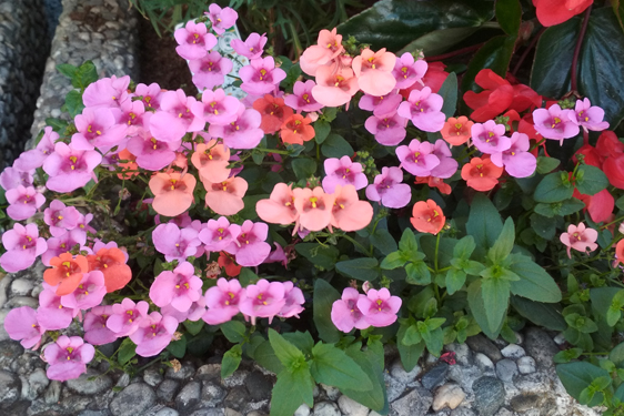 Diascia