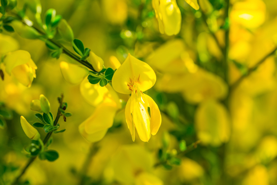 Cytisus